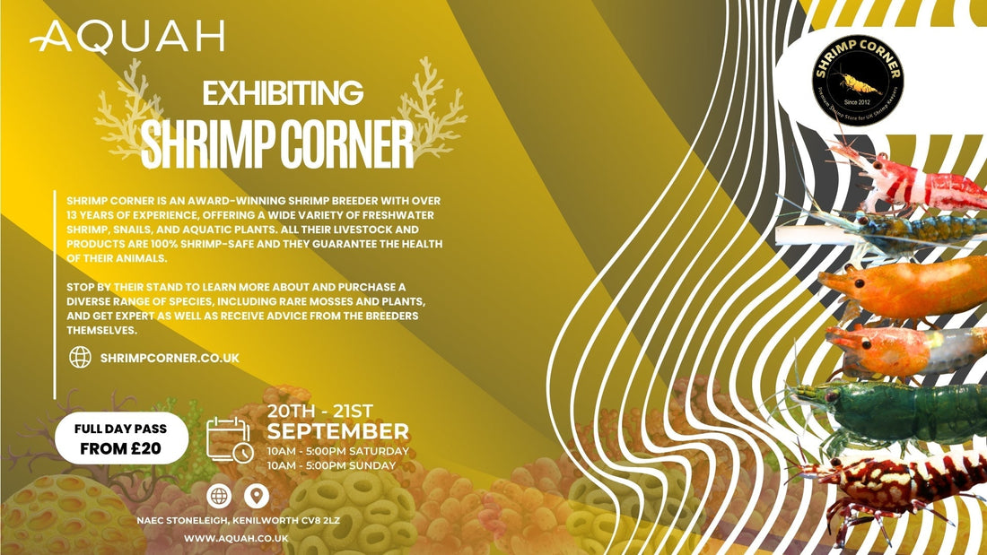 Shrimp Corner