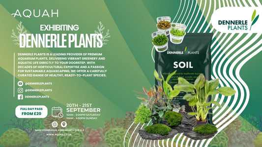 Dennerle Plants
