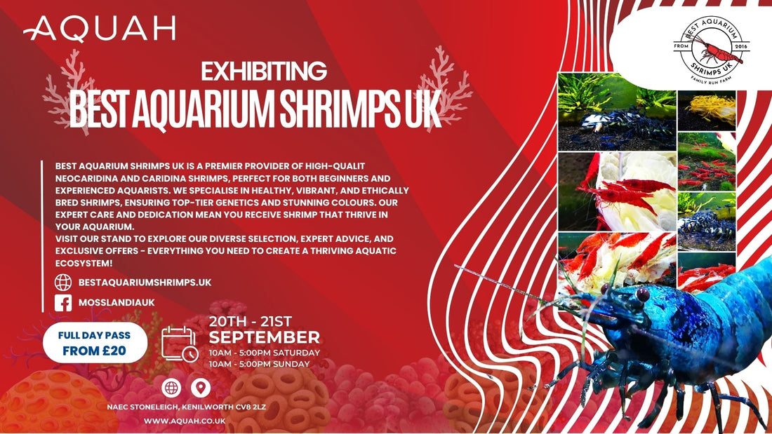 Best Aquarium Shrimps UK
