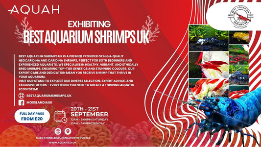 Best Aquarium Shrimps UK