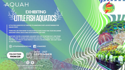 Little Fish Aquatics