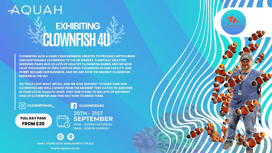 Clownfish 4U