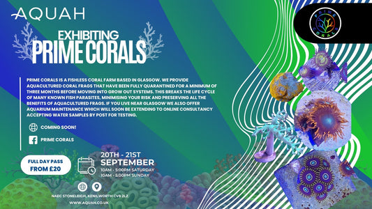 Prime Corals